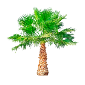 Saw Palmetto (dwarf palm) is a component of TestoUltra