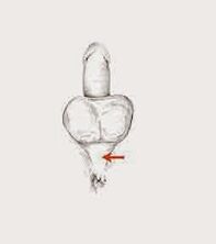 Potency muscles and their tension to increase potency